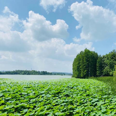 东湖落雁岛之旅
