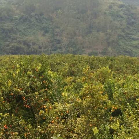 百色平果没有苹果，却有滿园柑橘金灿灿。