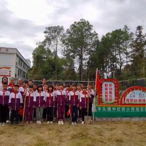 劳动砺心志 实践促成长——平桂区羊头镇中红完小劳动实践活动