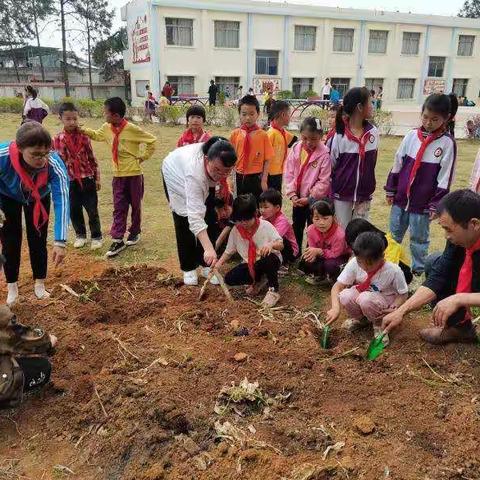 播种绿色创实践，劳动教育促“双减”——羊头镇中红完小劳动实践活动