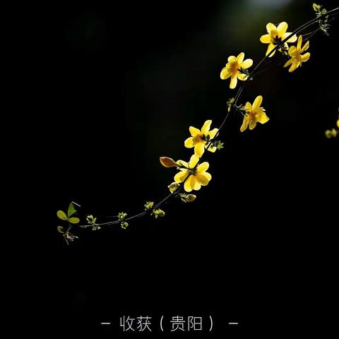 鸟兽花草