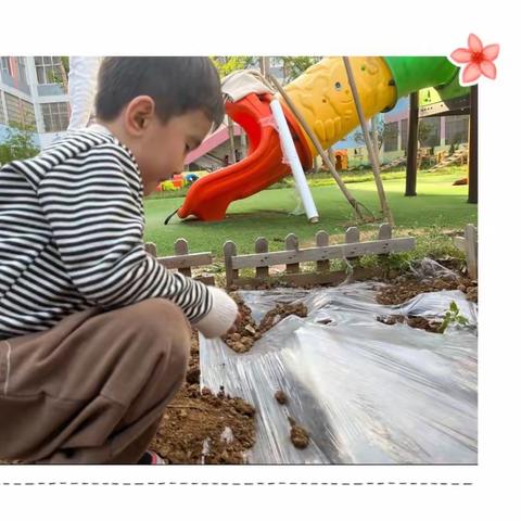 用爱浇灌，静待花开，快乐真体验--平邑一中附属幼儿园中一班种植活动