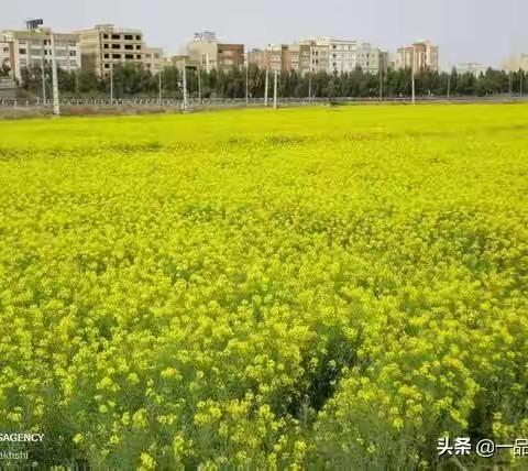 春暖花开，山河无恙，等你归来！-——第八小学六年级疫情期间线上教学