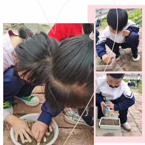 "蒜”你厉害——冯家镇第九小学大蒜种植活动纪实
