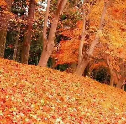 秋悟——陈兴宇（原创）