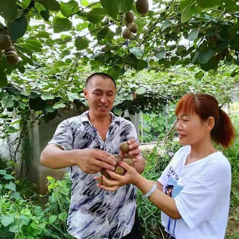 有桃可摘 来日可期——又见莲花山长青猕猴桃