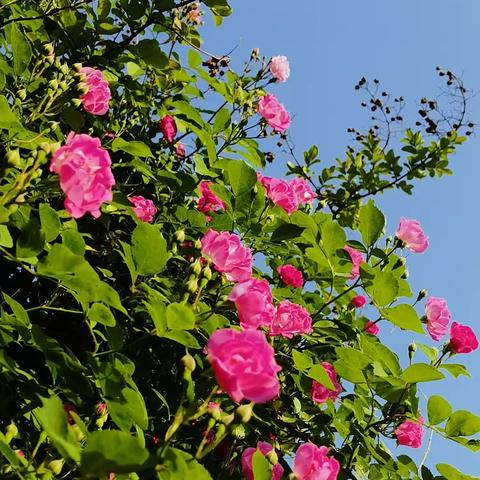 20230501春曦公园与新都广场的花