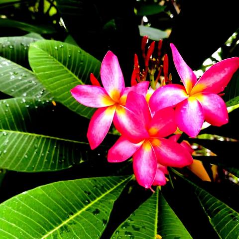 20230803海南儋州海花岛day1