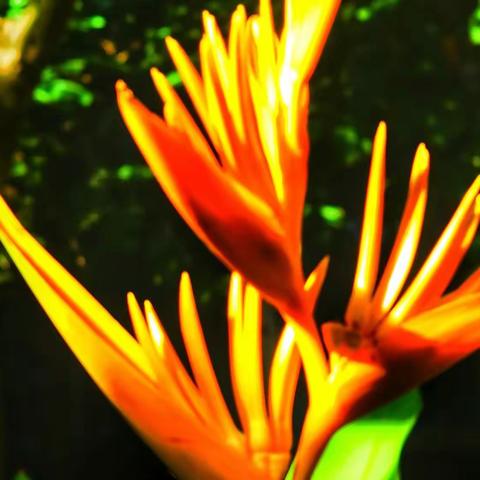 20230813海南儋州海花岛day11