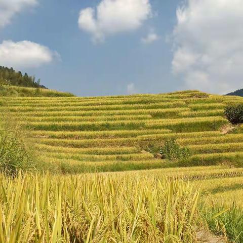 禾坪村梯田风景