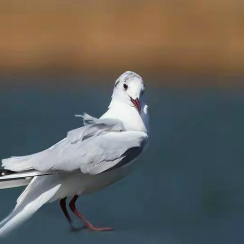 陆浑水库水云间――看“沙鸥”