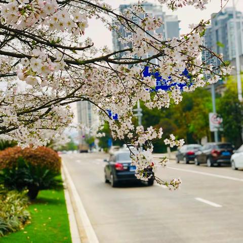 开往春天的公交你坐过吗？