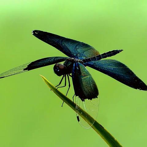 昆虫世界   4.黑丽翅蜻
