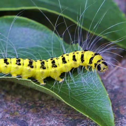 昆虫世界   7.臭椿皮蛾的幼虫