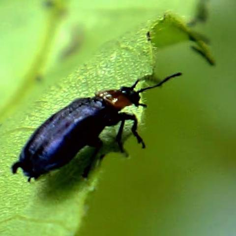 昆虫世界  3.核桃扁叶甲