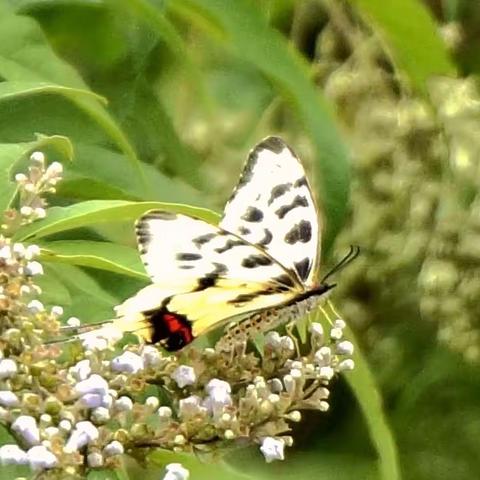 昆虫世界 1.丝带凤蝶