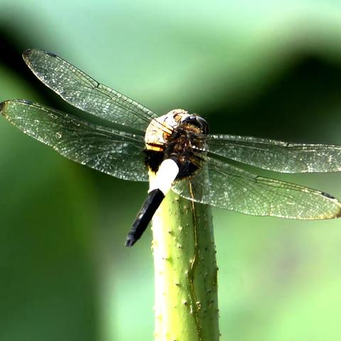 昆虫世界   5.玉带蜻