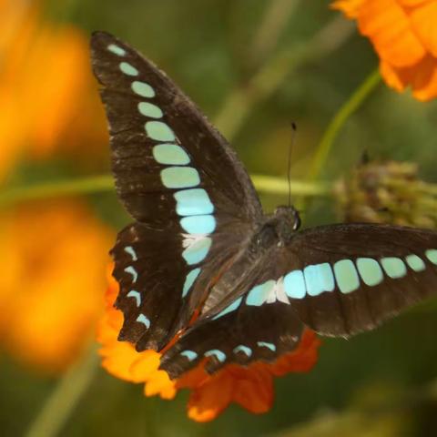 昆虫世界  2.樟青凤蝶