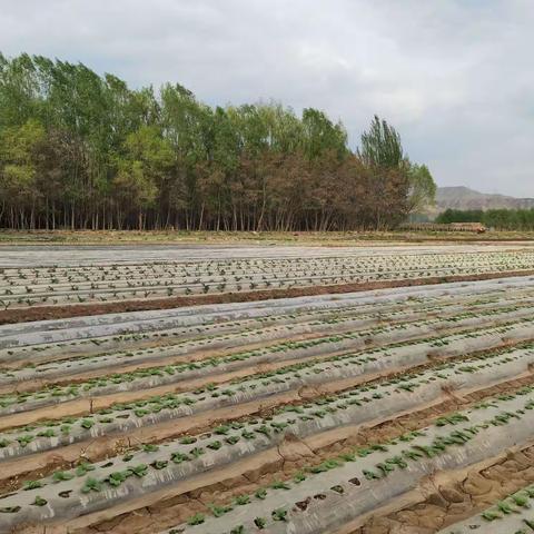 春风十里花满枝