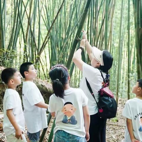 斑驳竹荫下的我们丨虫鸣风清的夏