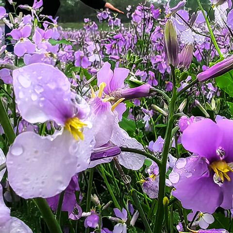 风雨·“伏热花海”🌹