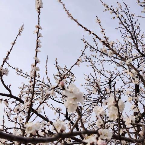 奋斗小队——植树节活动