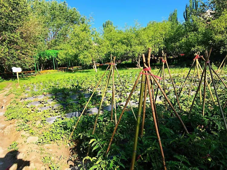 哈密九龙树农庄招聘