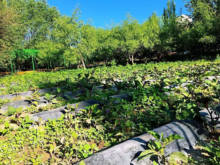 哈密九龙树农庄招聘