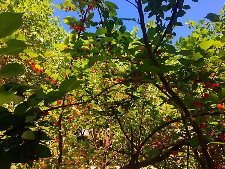 哈密九龙树农庄招聘