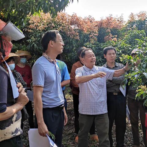 举办永兴荔枝花果期管理技术田头培训班