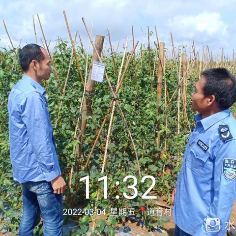 秀英区全覆盖开展豇豆种植建档立卡工作