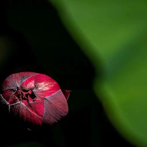 赏荷花啦