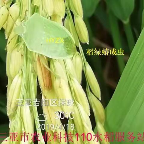 水稻后期，“次要害虫”也要抓紧治！