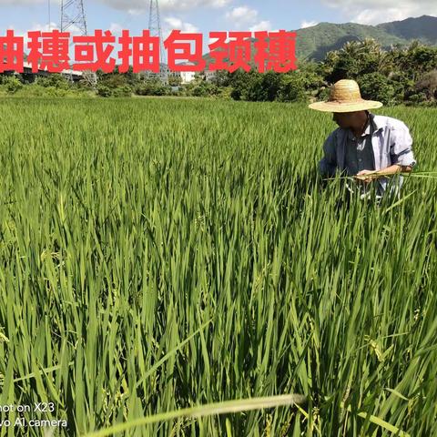 注意！稻飞虱又来了？