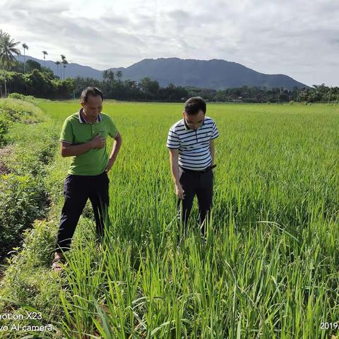 农业科技110水稻服务站科技特派员深入田间地头，为贫困户排忧解难！