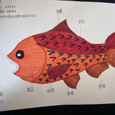 扬“双减”之帆，晒最美作业            鄯善县第二中学2021—2022第一学期寒假初中生化组学生优秀作业展示