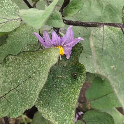 [远程种植]播种希望，收获习惯 ——蜚克图中心小学一年一班远程种植活动