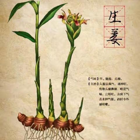 冬吃萝卜夏吃姜