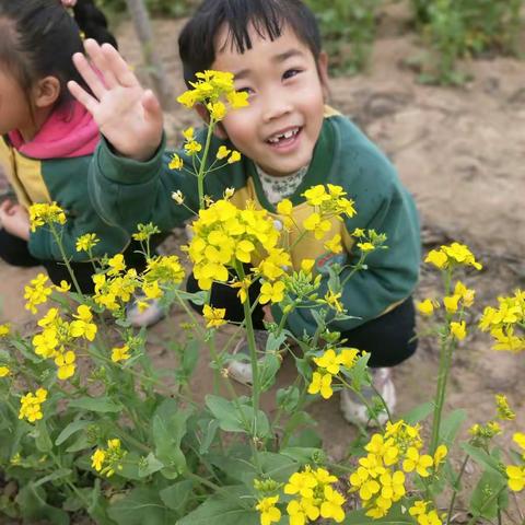 博雅幼儿园朵二班☀走进大自然 观赏油菜花☀