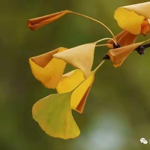 缤纷金秋日，教研正当时——高虹小学德胜校区低段语文组第八周教研活动