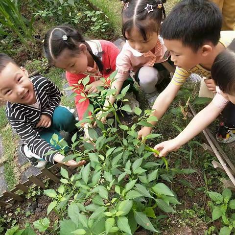 【采摘辣椒，收获快乐】——空港佳园幼儿园小二班采辣椒生活实践活动