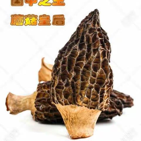 河南龙升农业科技有限公司