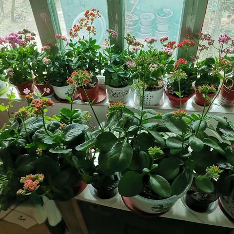 闲看花开    静待花落