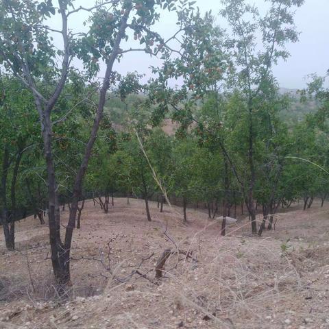 秋，你沧桑了谁的守望？