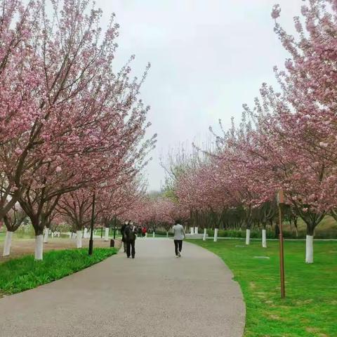 【曲江大明宫遗址区】城市软景  |   园林绿化春“装”上新   按下“快进键”