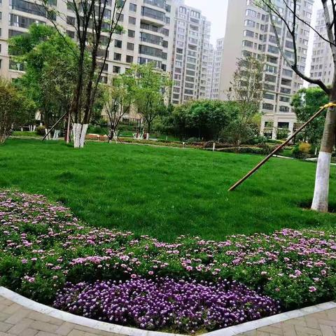 【曲江大明宫遗址区】春末夏初  |   园林绿化质保期项目养护进行时