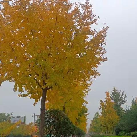 【曲江大明宫遗址区】城市绿心 | 园林绿化清园涂白双效合一