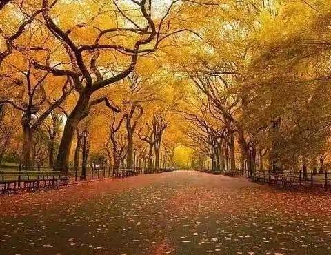 【曲江大明宫遗址区】城市绿心 | 园林树木秋冬修剪进行时