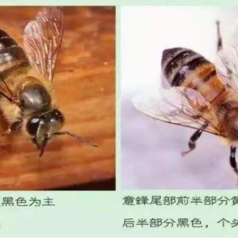 中华蜂简介