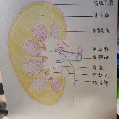 了不起的身体——肾脏